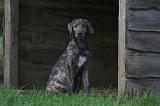 IRISH WOLFHOUND 292